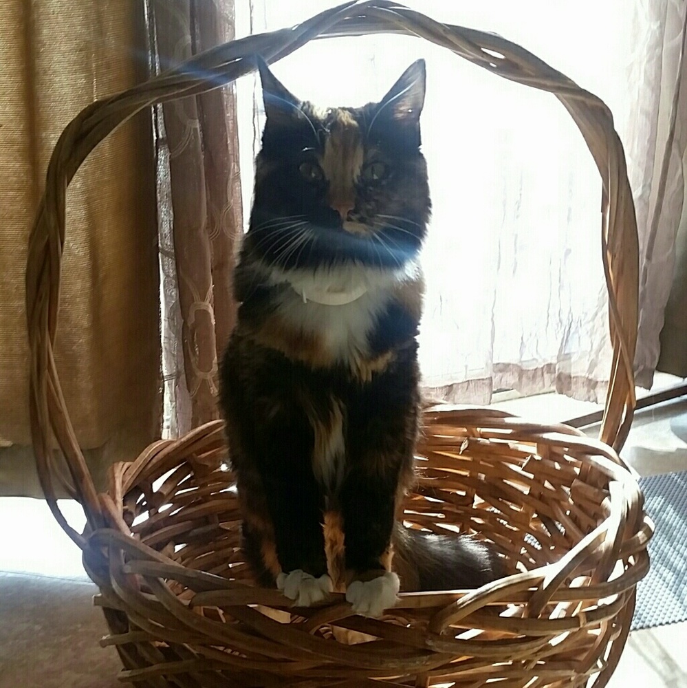 Meet your Posher, Heidi